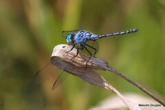 Trithemis stictica