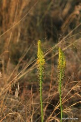 Bulbine abyssinica