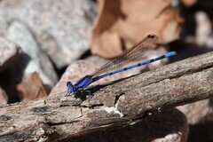 Argia extranea