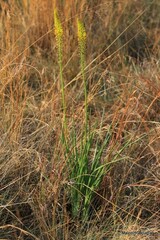 Bulbine abyssinica