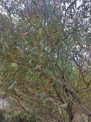 Fraxinus angustifolia