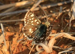 Spialia ferax