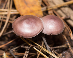 Mycena pura