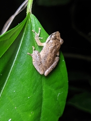 Pseudophilautus wynaadensis