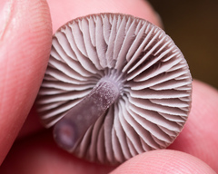 Mycena pura