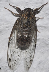 Cicada barbara lusitanica