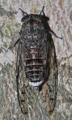 Cicada barbara lusitanica