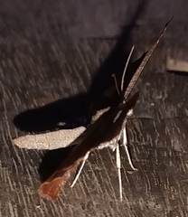 Macrosoma albimacula