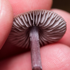 Mycena pura