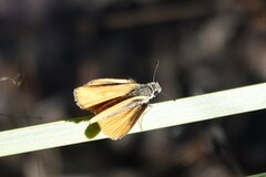 Copaeodes aurantiaca