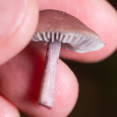 Mycena pura