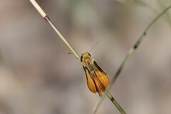Copaeodes aurantiaca