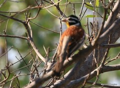 Emberiza flaviventris