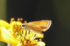 Copaeodes aurantiaca