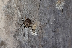 Herennia multipuncta