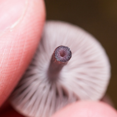 Mycena pura