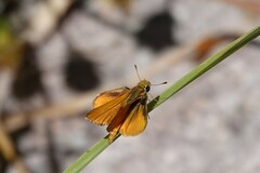 Copaeodes aurantiaca
