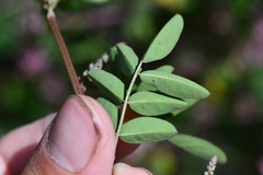Indigofera pseudotinctoria