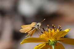 Copaeodes aurantiaca