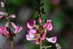 Indigofera pseudotinctoria