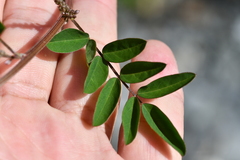 Indigofera pseudotinctoria