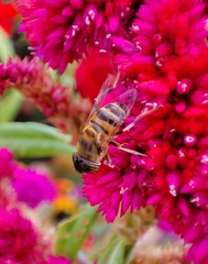 Eristalinus taeniops