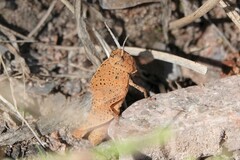 Tomonotus ferruginosus