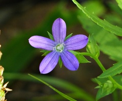 Triodanis perfoliata