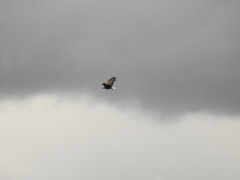 Haliaeetus albicilla
