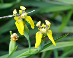 Trimezia steyermarkii