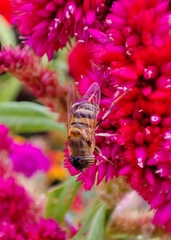 Eristalinus taeniops