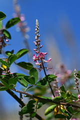 Indigofera pseudotinctoria