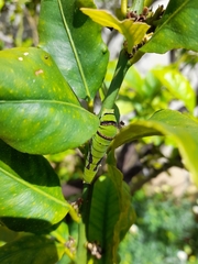Papilio demodocus demodocus