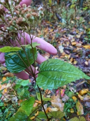 Ageratina roanensis