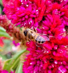 Eristalinus taeniops
