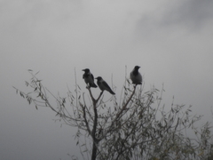 Corvus cornix