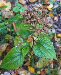 Ageratina roanensis
