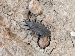 Dicranocephalus agilis