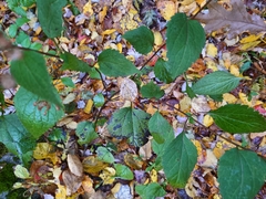 Ageratina roanensis