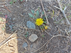 Taraxacum ceratophorum