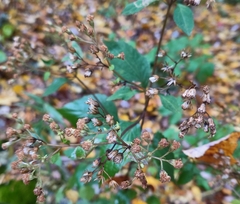 Ageratina roanensis