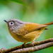 Huet's Fulvetta - Photo (c) John Clough, some rights reserved (CC BY-NC), uploaded by John Clough