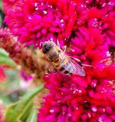 Eristalinus taeniops