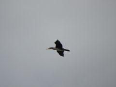 Phalacrocorax carbo