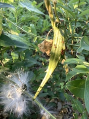 Asclepiadeae