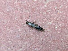 Staphylinini