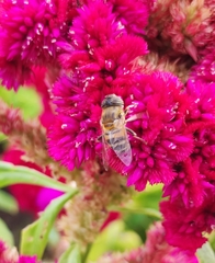 Eristalinus taeniops