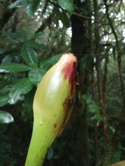 Xanthosoma undipes
