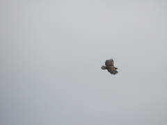 Haliaeetus albicilla