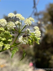Allograpta hortensis